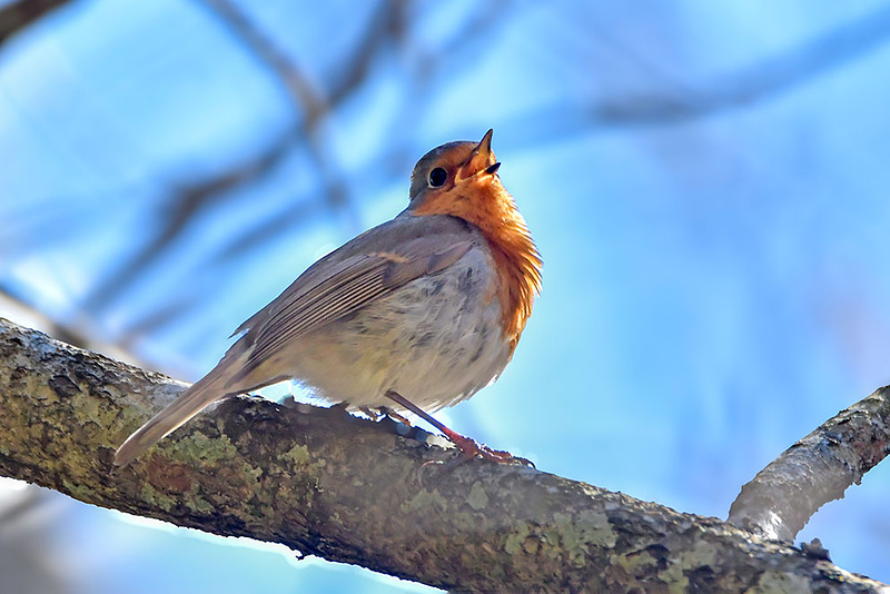 Punarinna kevadlaulud