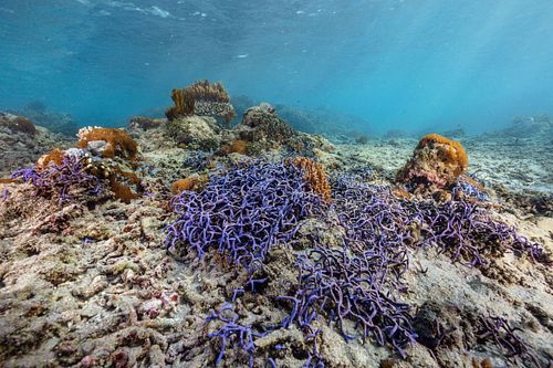 Callyspongia samarensis – Spaghetti-Schwamm