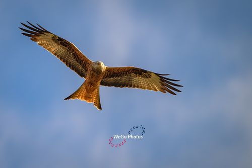 Red Kites in Wales