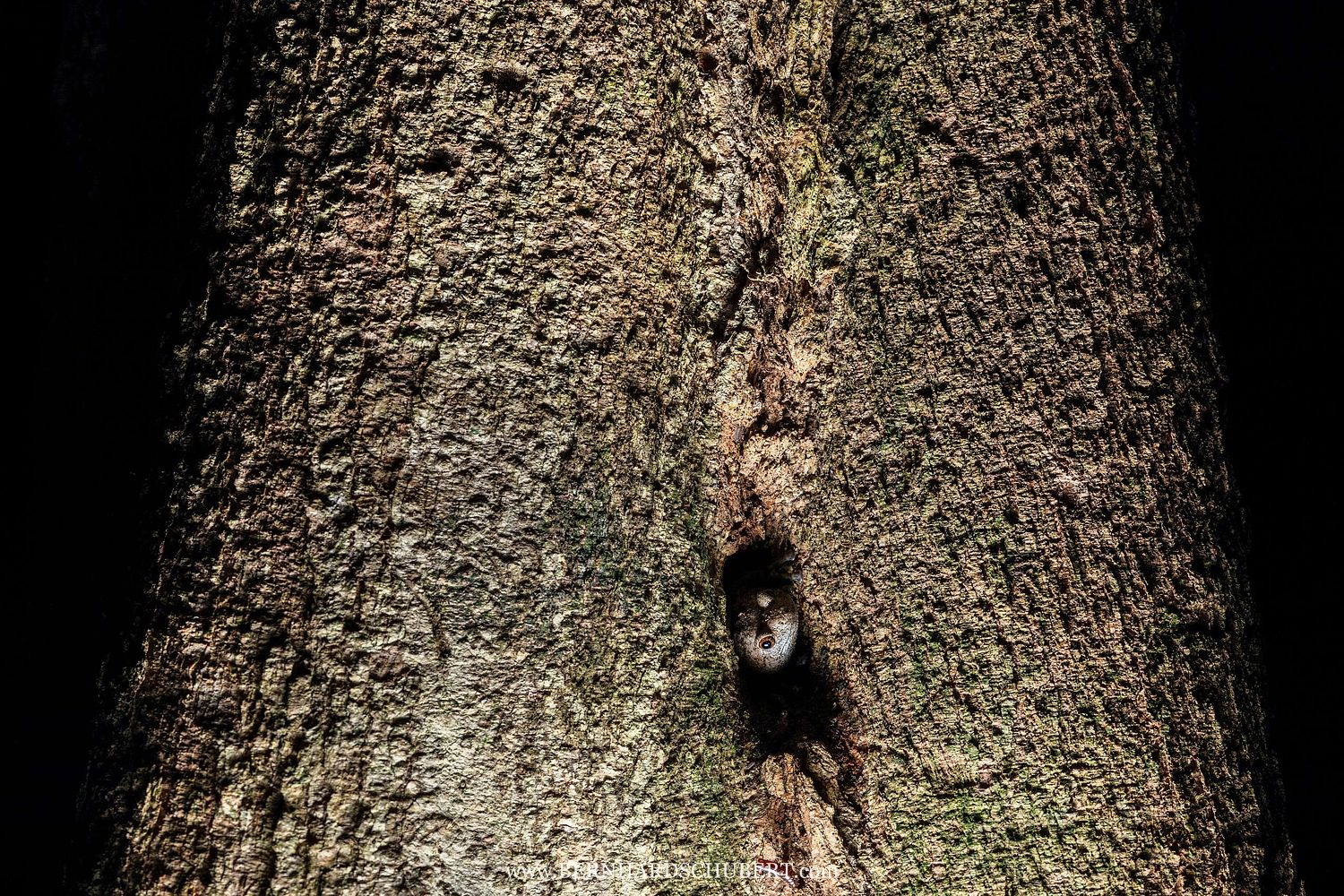 Kaloula baleata - Muller's narrowmouth frog in a treehole