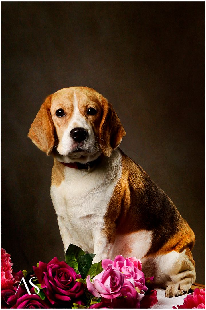 Pet Portraits by Pet Photographer Akkil Suvarna