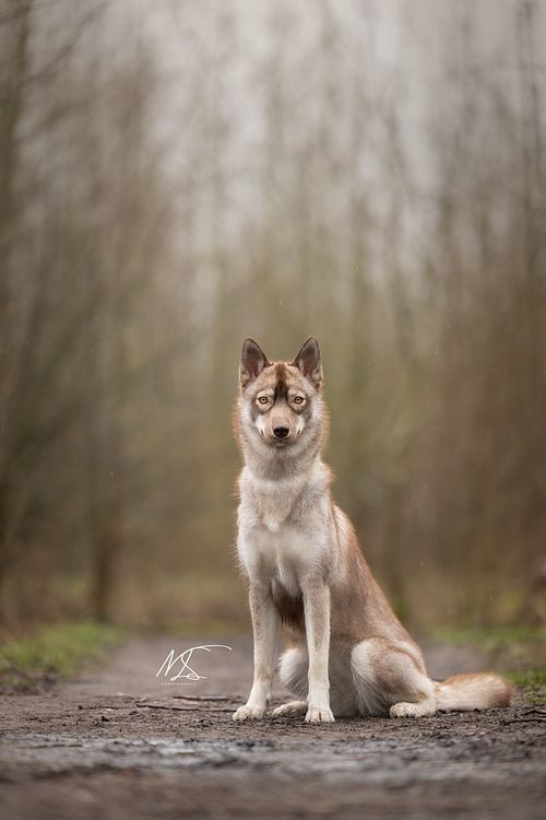 Hondenportret van bruine husky zittend in winters Purmerbos