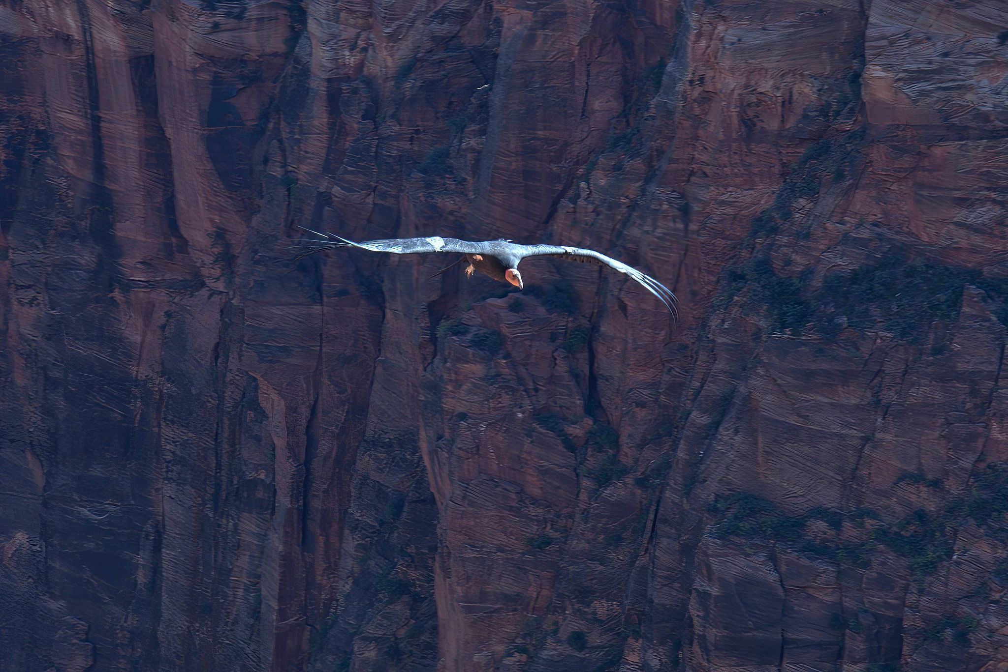 Rare California Condor High over Zion Valley - Springdale, Utah