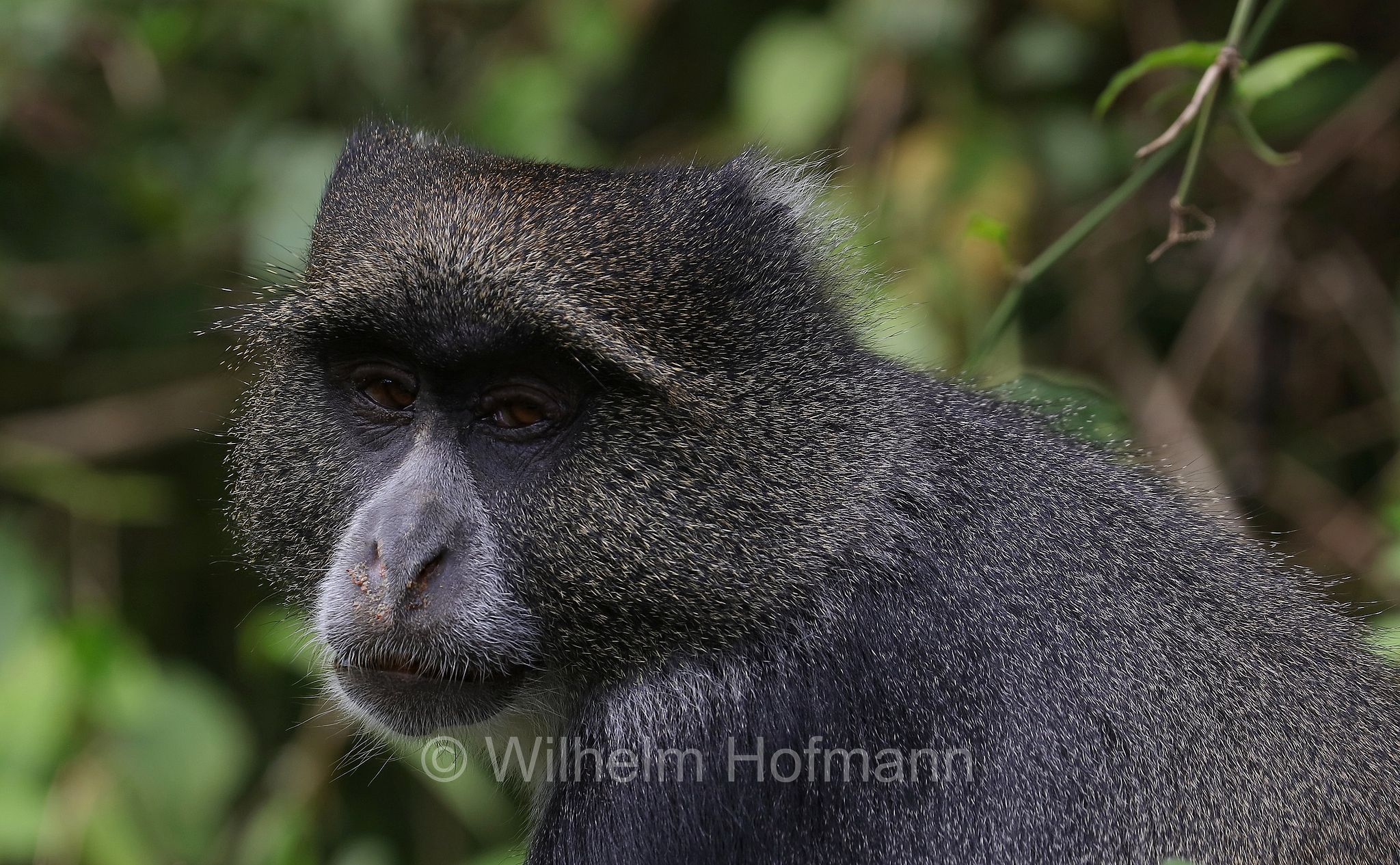 Cercopithecus mitis, blue monkey, diademed monkey, Diademmeerkatze, cercopiteco dal diadema, Tansania, Tanzania, Arusha National Park, Arusha-Nationalpark, parco nazionale di Arusha
