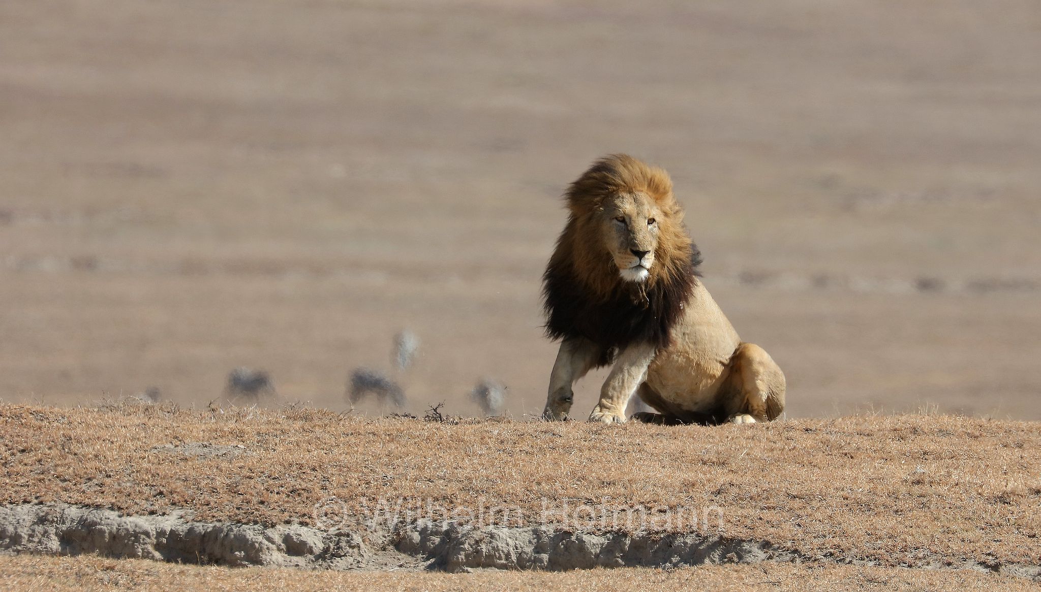 Lion, Ngorongoro Conservation Area, Tanzania, Löwe, leone, panthera leo melanochaita, Ngorongoro Krater, Tansania, Magadisee, lake magadi, lake magad, area di conservazione di Ngorongoro
