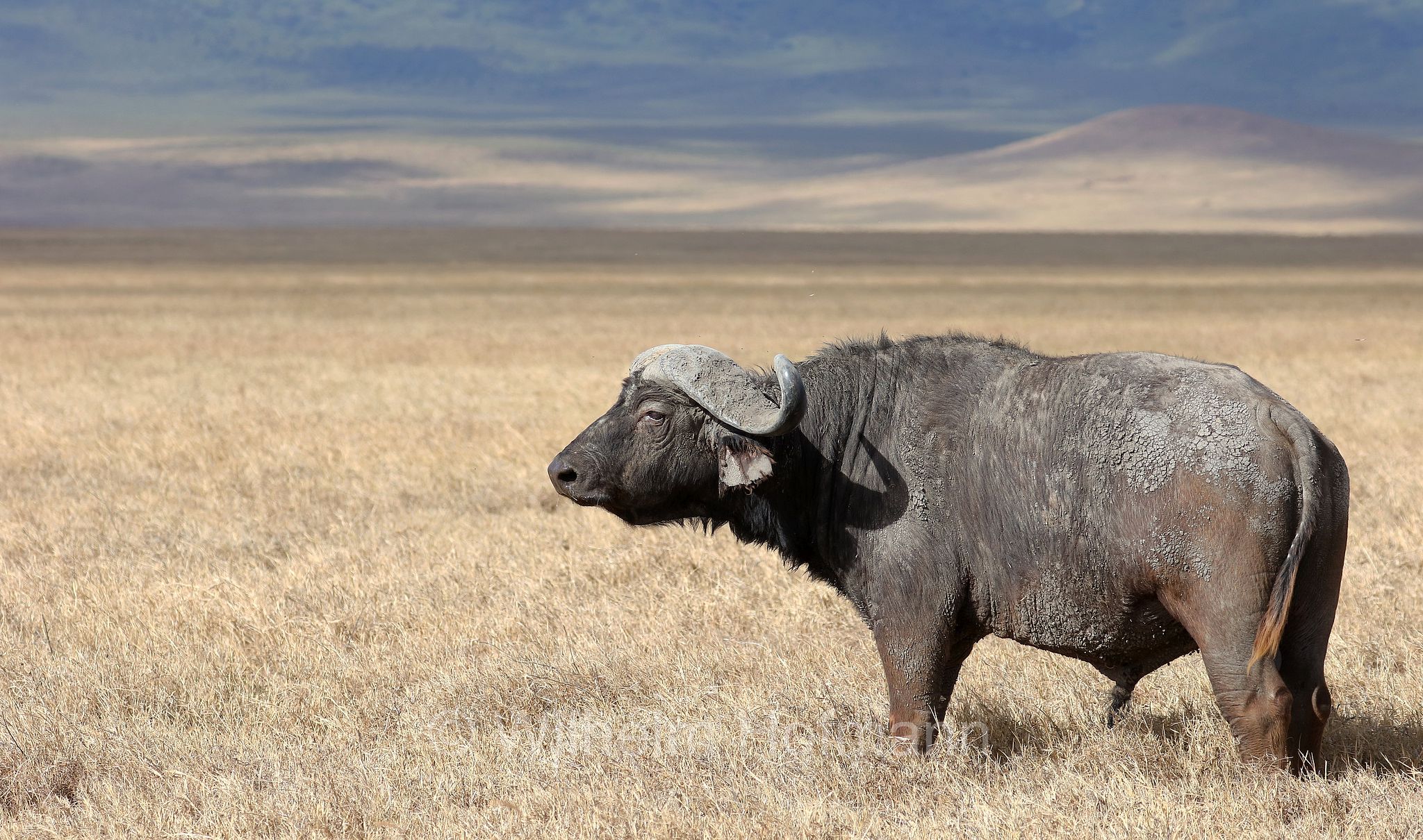 Cape buffalo, bufalo africano, bufalo del Capo, Kaffernbüffel, Afrikanischer Büffel, Steppenbüffel, Schwarzbüffel, Syncerus caffer, Syncerus caffer caffer, Ngorongoro Conservation Area, Tanzania, Ngorongoro Krater, Tansania, area di conservazione di Ngorongoro