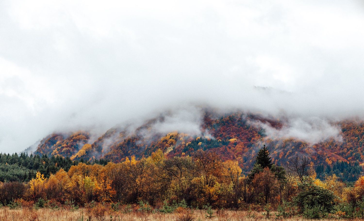 Bloomade Photography