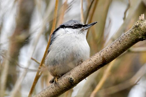 #puukoristaja#linnud#peepsaluvee