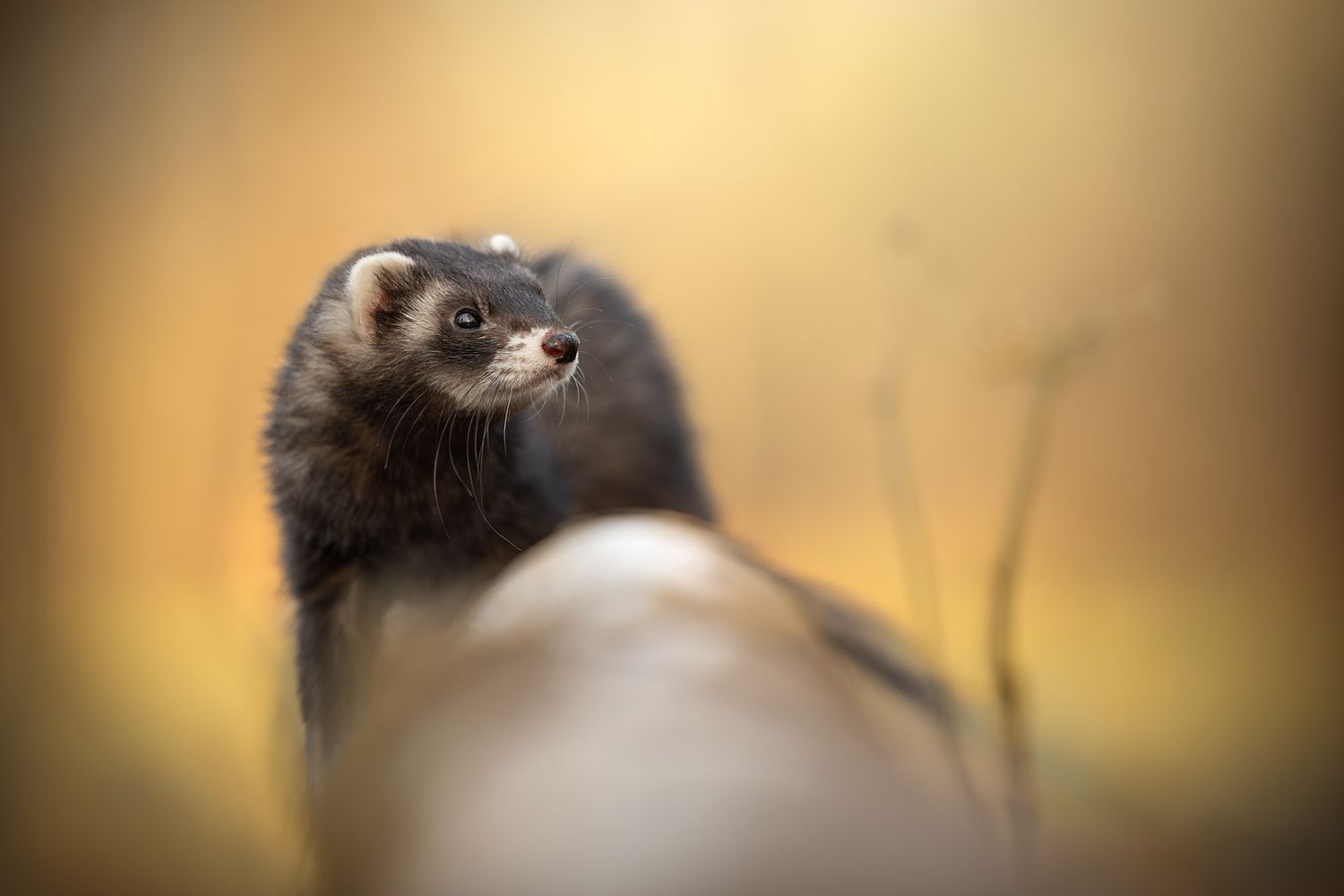 NLS Dierenfotografie