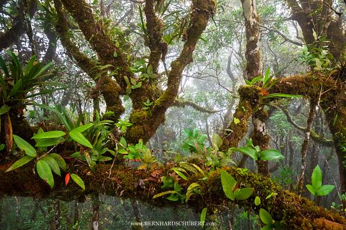 Epiphytes in a tropical cloud forest.