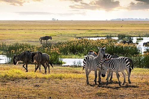 Zebra and Wildebeest in Amboseli Kenya Field