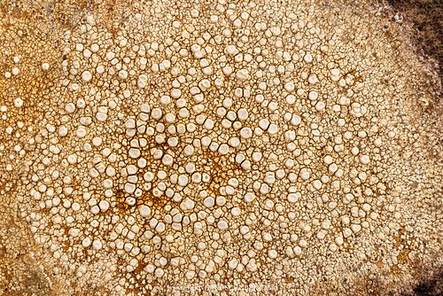 Ochrolechia sp. Flechten-Detail