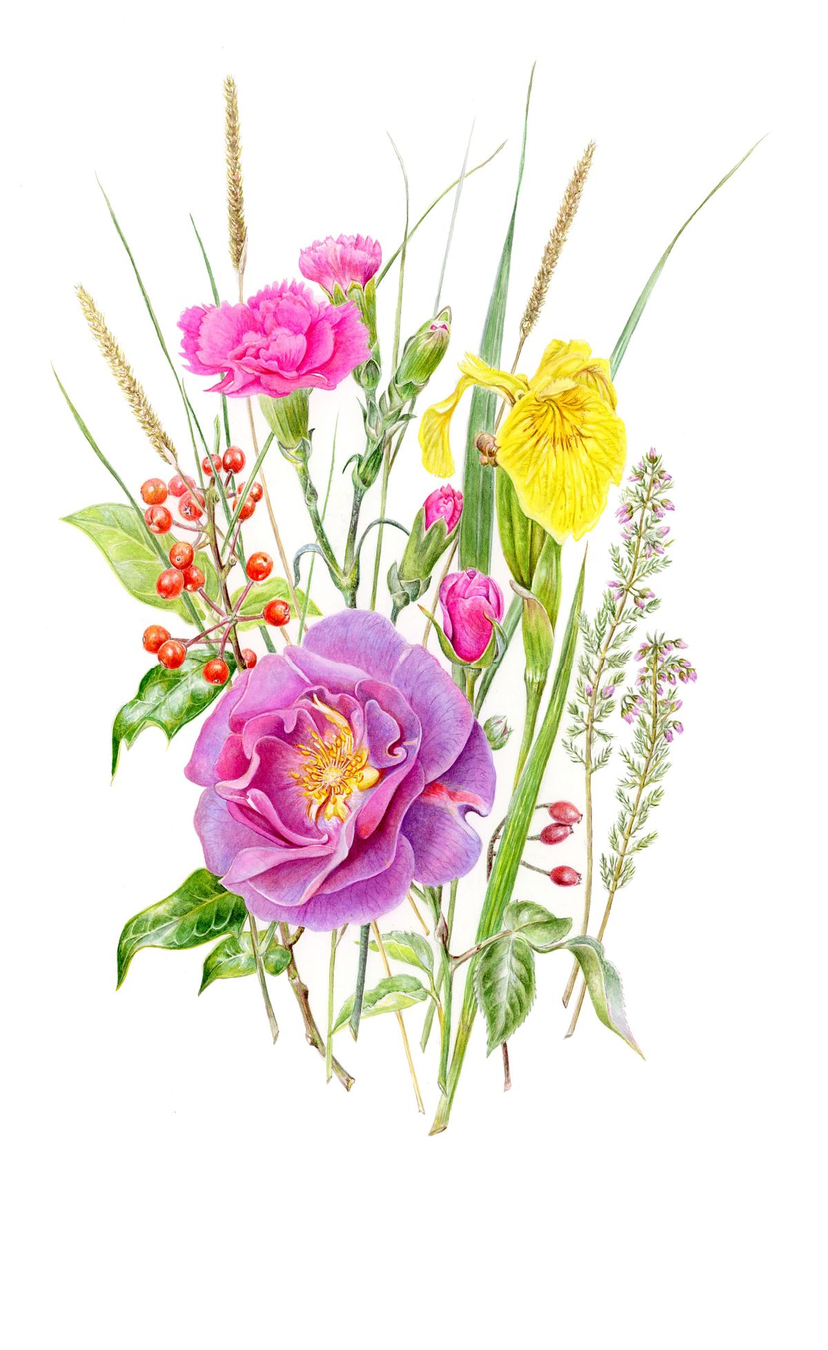 Botanical illustration of Mixed Composition