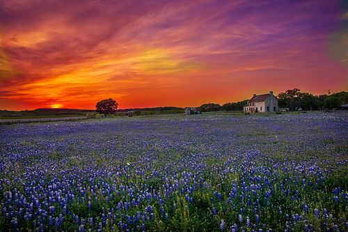 Vibrant purple and orange sunset sky over a field of bluebonnets and the historic Bluebonnet House in Marble Falls