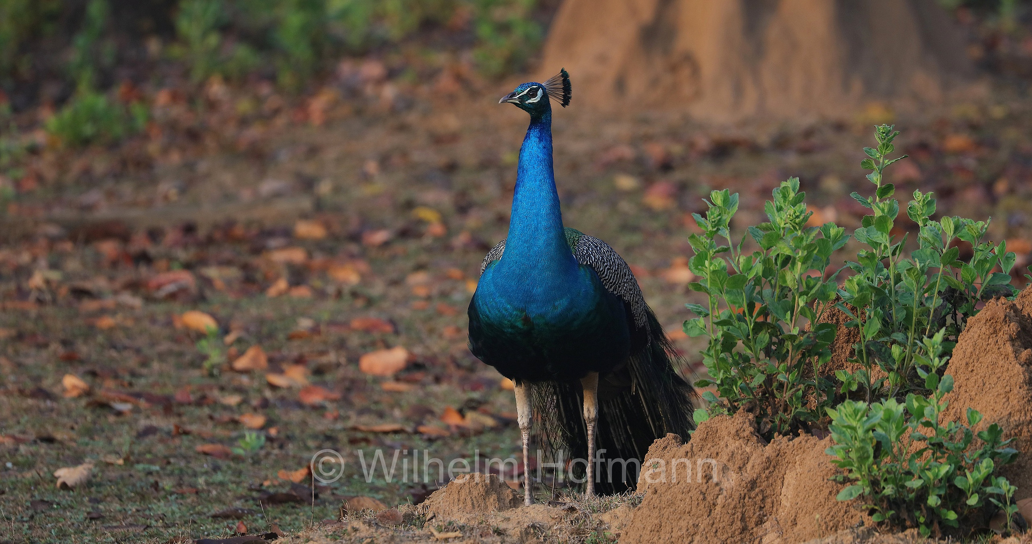Indian peafowl, common peafowl, blue peafowl, Indian peacock, Blauer Pfau, pavone reale, pavone blu, pavone indiano, Pavo cristatus﻿, Kanha National Park, Kanha-Nationalpark, parco nazionale di Kanha, Madhya Pradesh, India, Indien