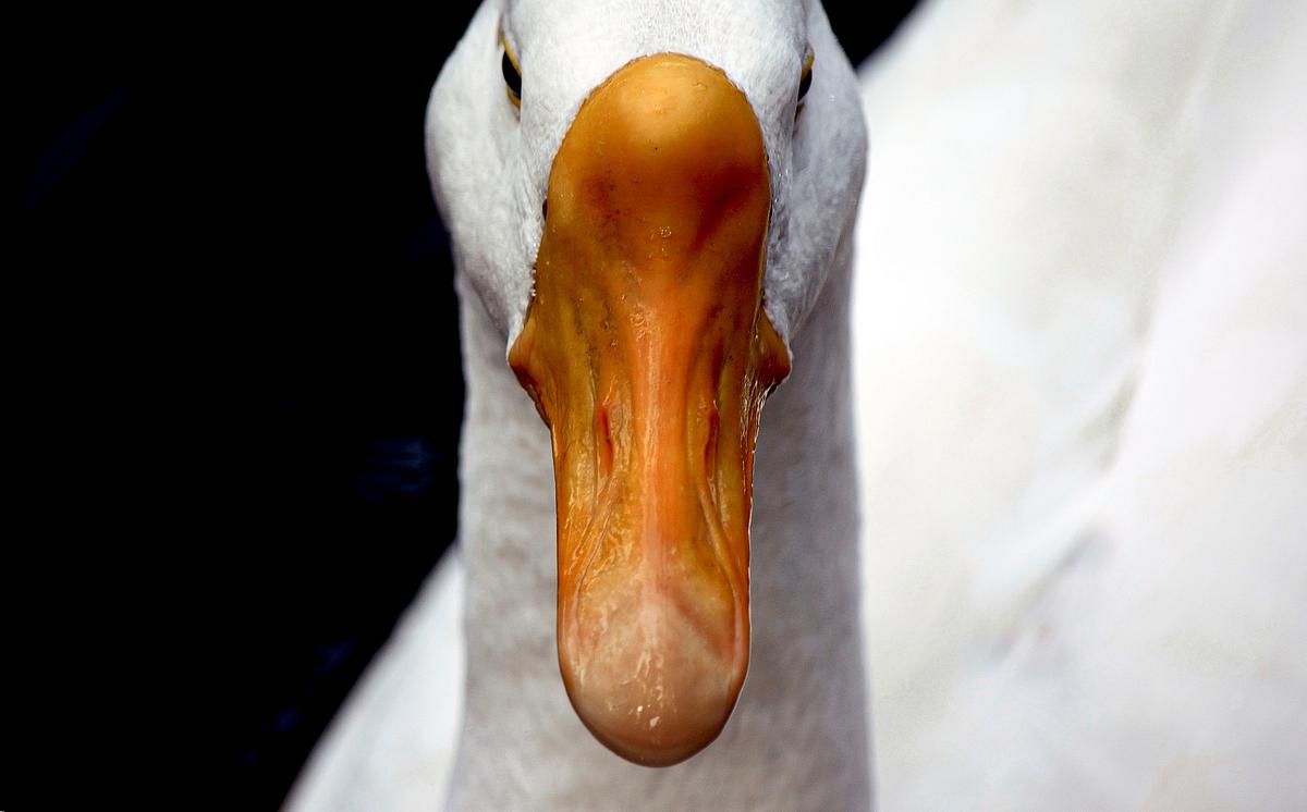 Bird, bird photography, forest jungle, macro,