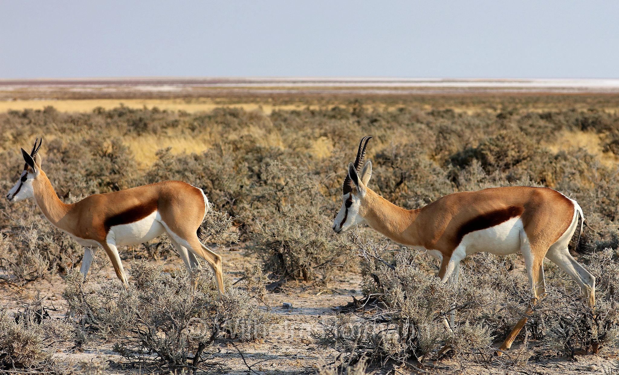 springbok, springbuck, Kap-Springbock, Springbock, Antidorcas marsupialis, Etosha-Nationalpark, Etosha National Park, parco nazionale d'Etosha, Namibia