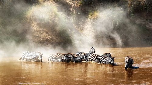 Zebra drinking in the Mara River During Migration