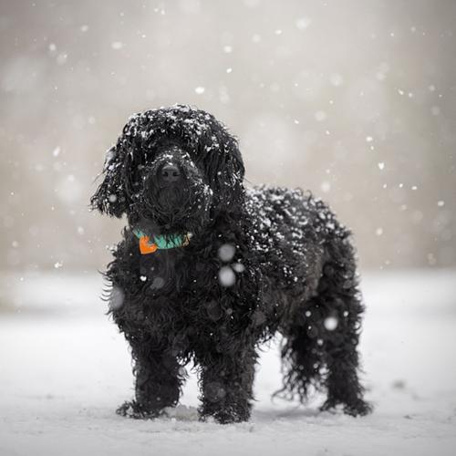SNEEUW
