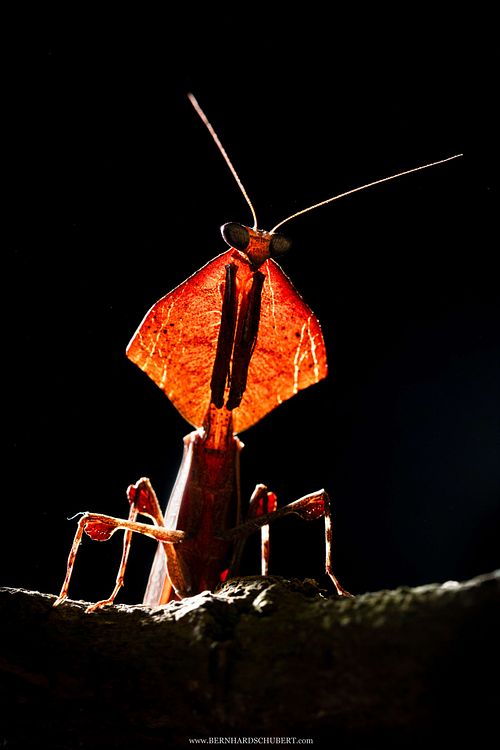 Deroplatys sp. - Dead leaf mantis