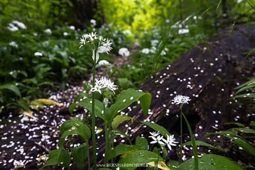 Allium ursinum - Wild garlic