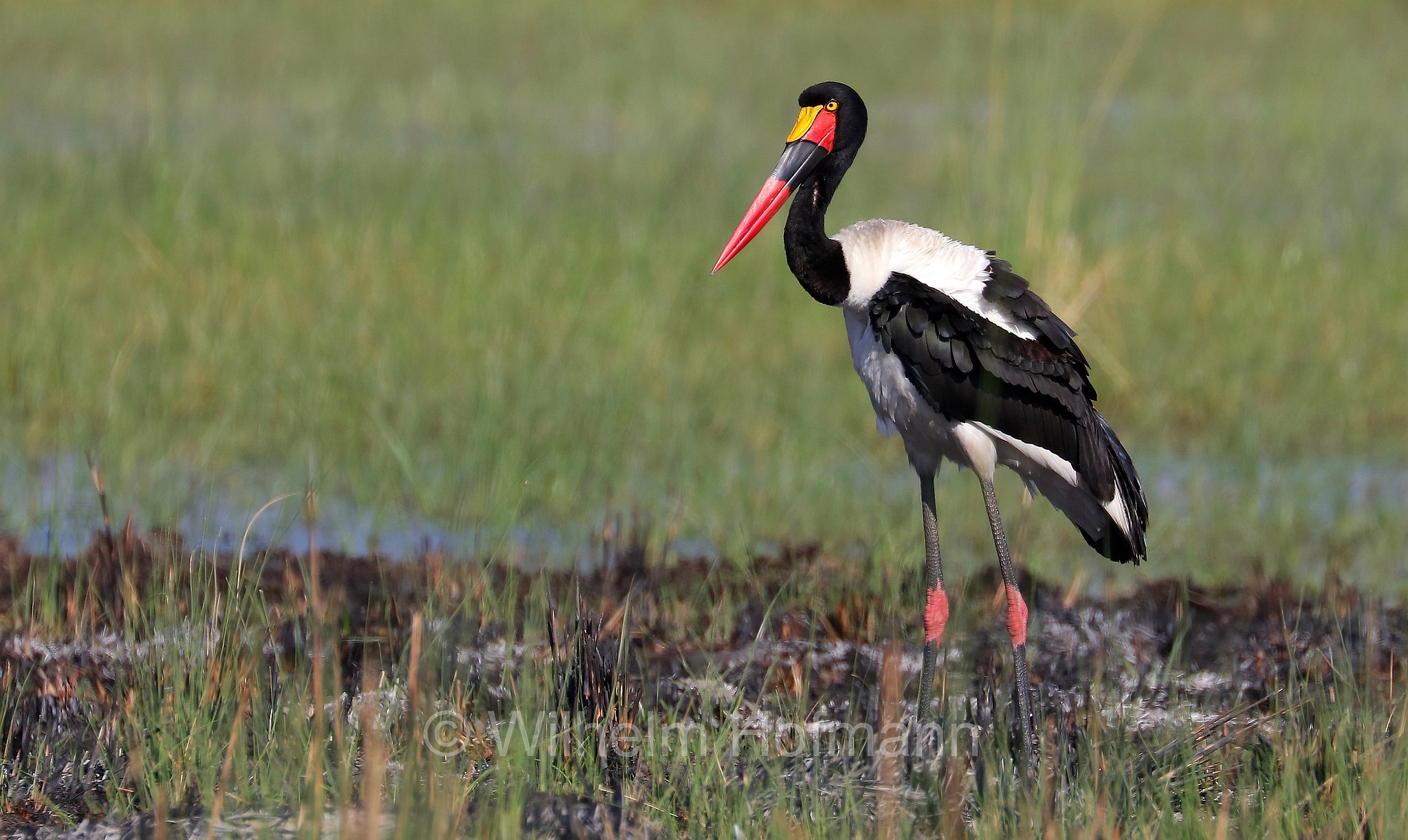 saddle-billed stork, saddlebill, Sattelstorch, mitteria del Senegal, becco a sella africano, cicogna sellata, jabirù africano, Ephippiorhynchus senegalensis, Moremi Game Reserve, Moremi-Wildreservat, Okavango Delta, Okavango Grassland, Botswana, Republik Botsuana