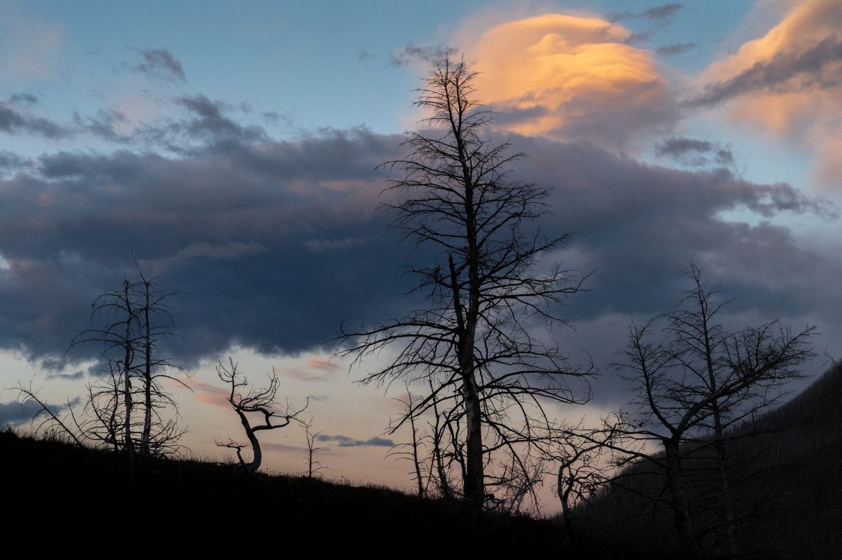Silhouette of Trees in Waterton Lakes National Park
