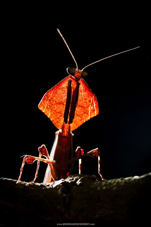 Deroplatys sp. - Dead leaf mantis
