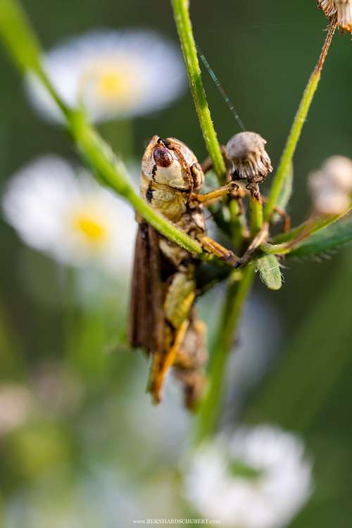 Entomophaga grylli infested