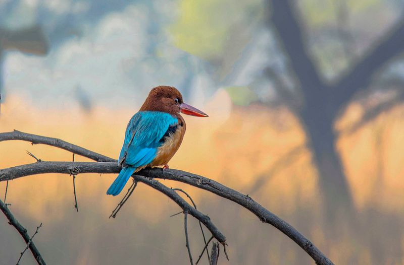 Theory of the FOCUS, Single, Continuous & AutoFOCUS options