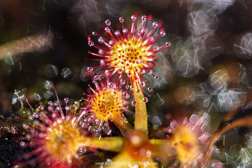 Drosera rotundifolia -  Round-leaved sundew