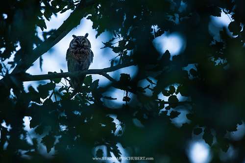 Asio otus - Waldohreule
