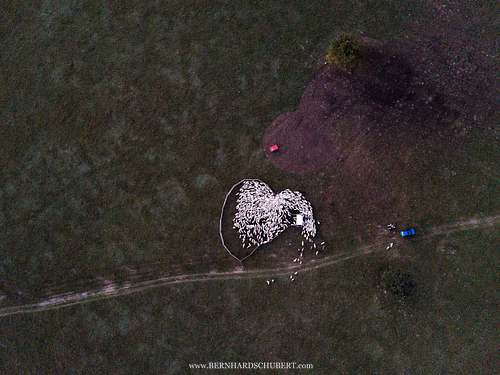Herding together of sheep
