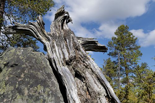 Trillemarka Naturreservat