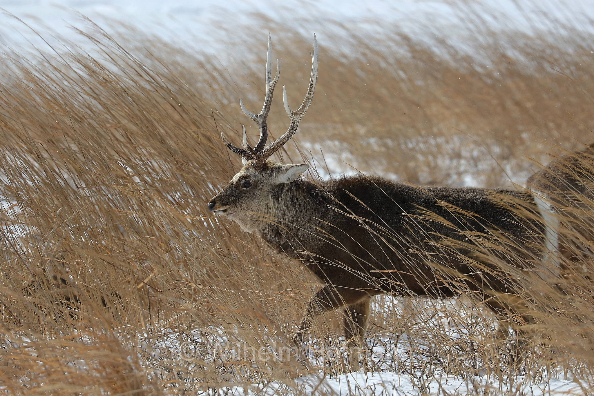 sika deer, northern spotted deer, Japanese deer, Sikahirsch, cervo sika, cervo shika, cervo del Giappone, Cervus nippon, Notsuke Peninsula, Notsuke Halbinsel, Penisola di Notsuke, Hokkaidō, Hokkaido, Japan, Giappone