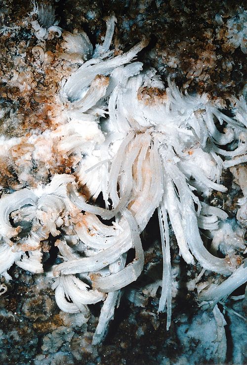 Gypsum Crystal Flower