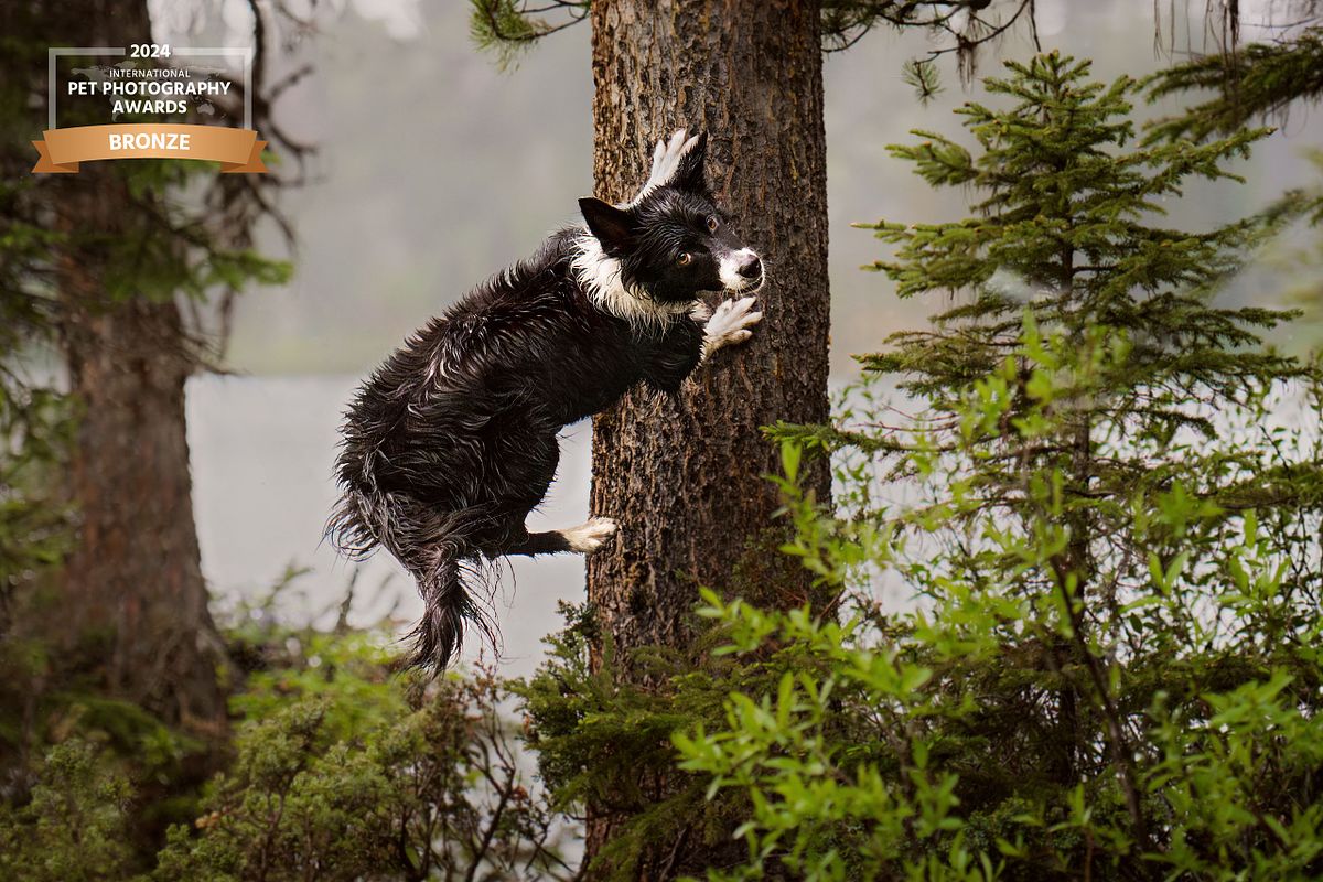 Border collie jumping between trees in a forest, action dog photography capturing dogs mid-leap in nature