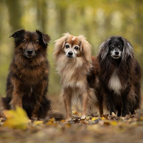 Hoe werkt een fotoshoot?