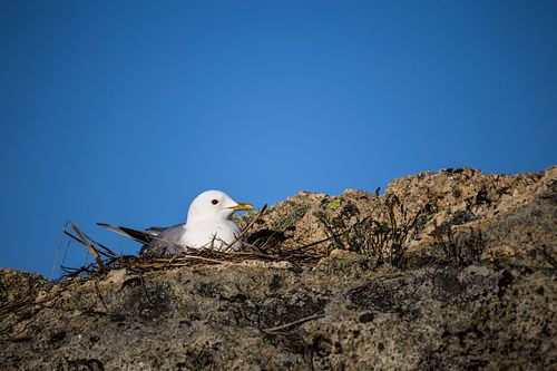 Rocky coast in Verdens Ende