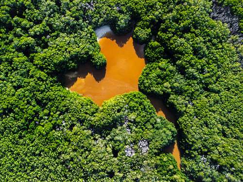 Mangrove heart