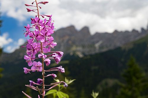 Weidenröschen vor Latemar-Gebirge