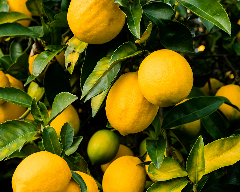 The Many Uses of Lemon Essential Oil