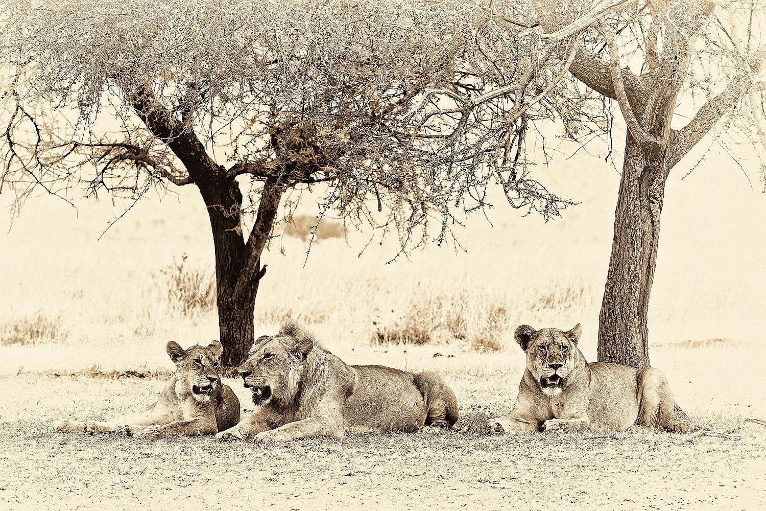 Photo sepia de lions au repos en Tanzanie