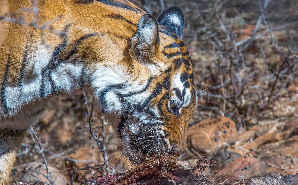 animal, species, mammal, tiger, tigress