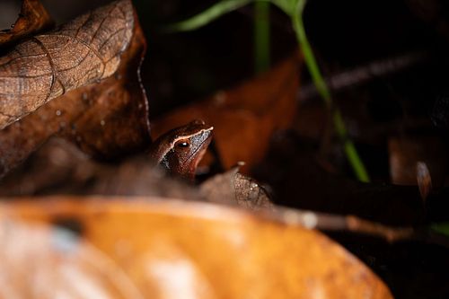 Kalophrynus meizon - Bornean sticky frog