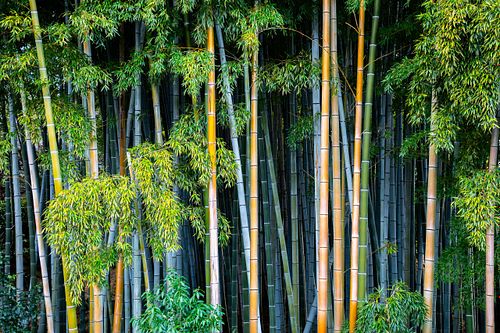 Bamboo forest