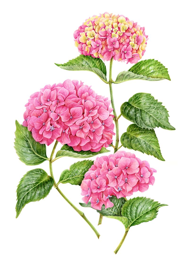 Hydrangea Fine Art Print