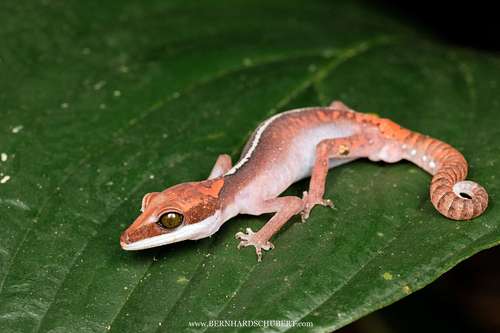 Aeluroscalabotes felinus - Cat gecko