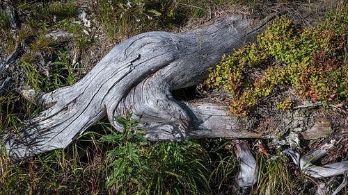 Auf dem Dreisesselbarg