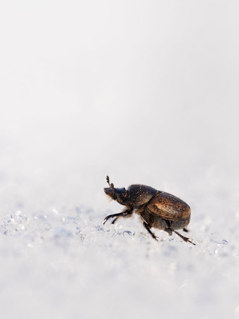 Où se cachent les insectes en hiver ? 🪲❄️